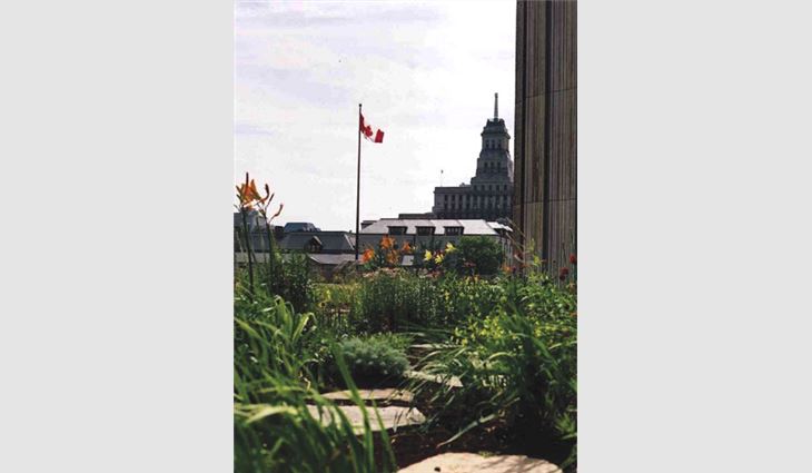 This semi-intensive green roof system plot features a variety of flowering plants and shrubs on the Green Roof Infrastructure Demonstration Project at Toronto City Hall. The plot is one of several experimental plots on the city hall's roof system.