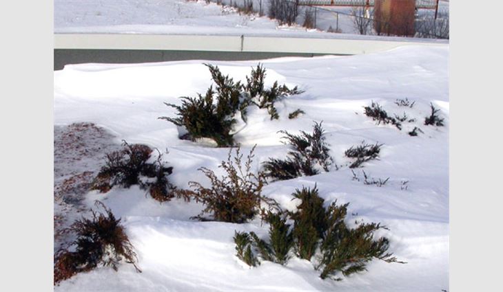 The National Research Council Canada's rooftop garden test facility in summer and winter.