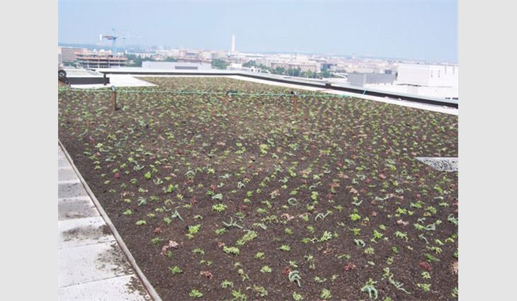 A view of the finished green roof system
