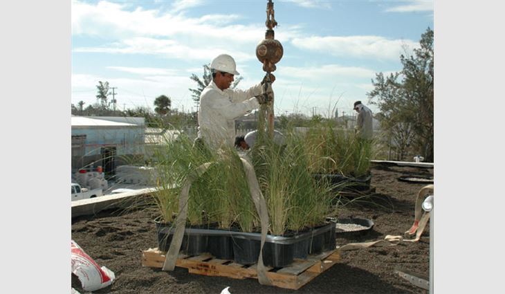 Gulf cordgrass is placed on the green roof system