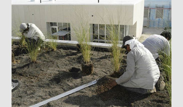 Gulf cordgrass is planted on the green roof