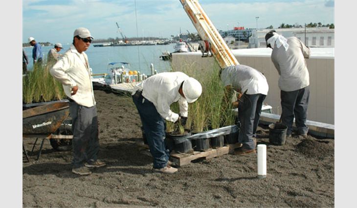 Roofing workers prepare to plant Gulf cordgrass