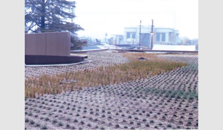 Ornamental grasses were planted over the membrane.