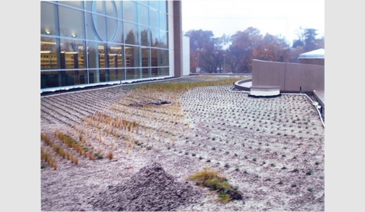 Ornamental grasses were planted over the membrane.