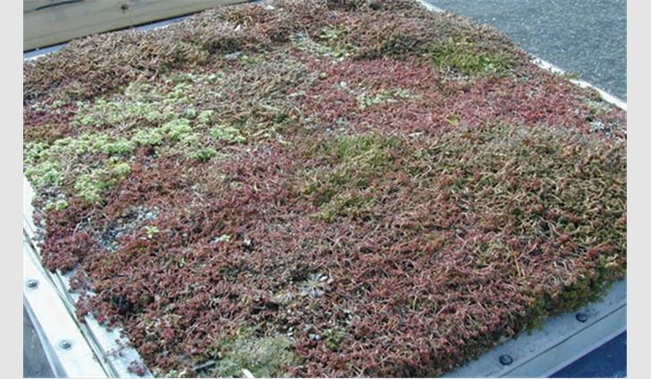 Photo 1: SPRI and ORNL completed a study in 2010 showing vegetative roof systems can help reduce heat gains and losses, resulting in significant energy savings in mixed climates. The photo shows plant coverage of a 4-inch-deep vegetative roof system.