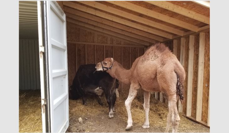 McKinnis Roofing & Sheet Metal Inc., Blair, Neb., helped Scatter Joy Acres rebuild its camel barn.