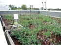Going green - A National Research Council Canada study evaluates green roof systems' thermal performances